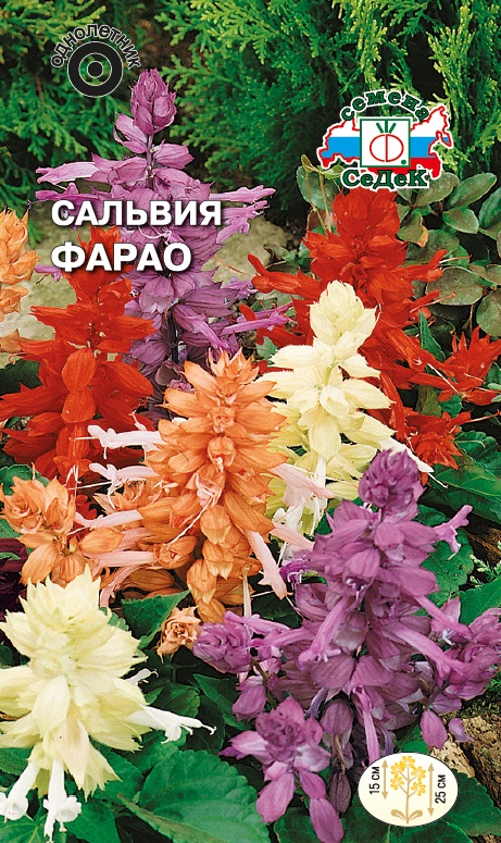 Семена цветов - Сальвия Фарао 0,1 г - 2 пакета