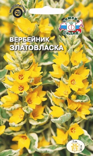 Семена цветов - Вербейник Златовласка 0,1 г - 2 пакета